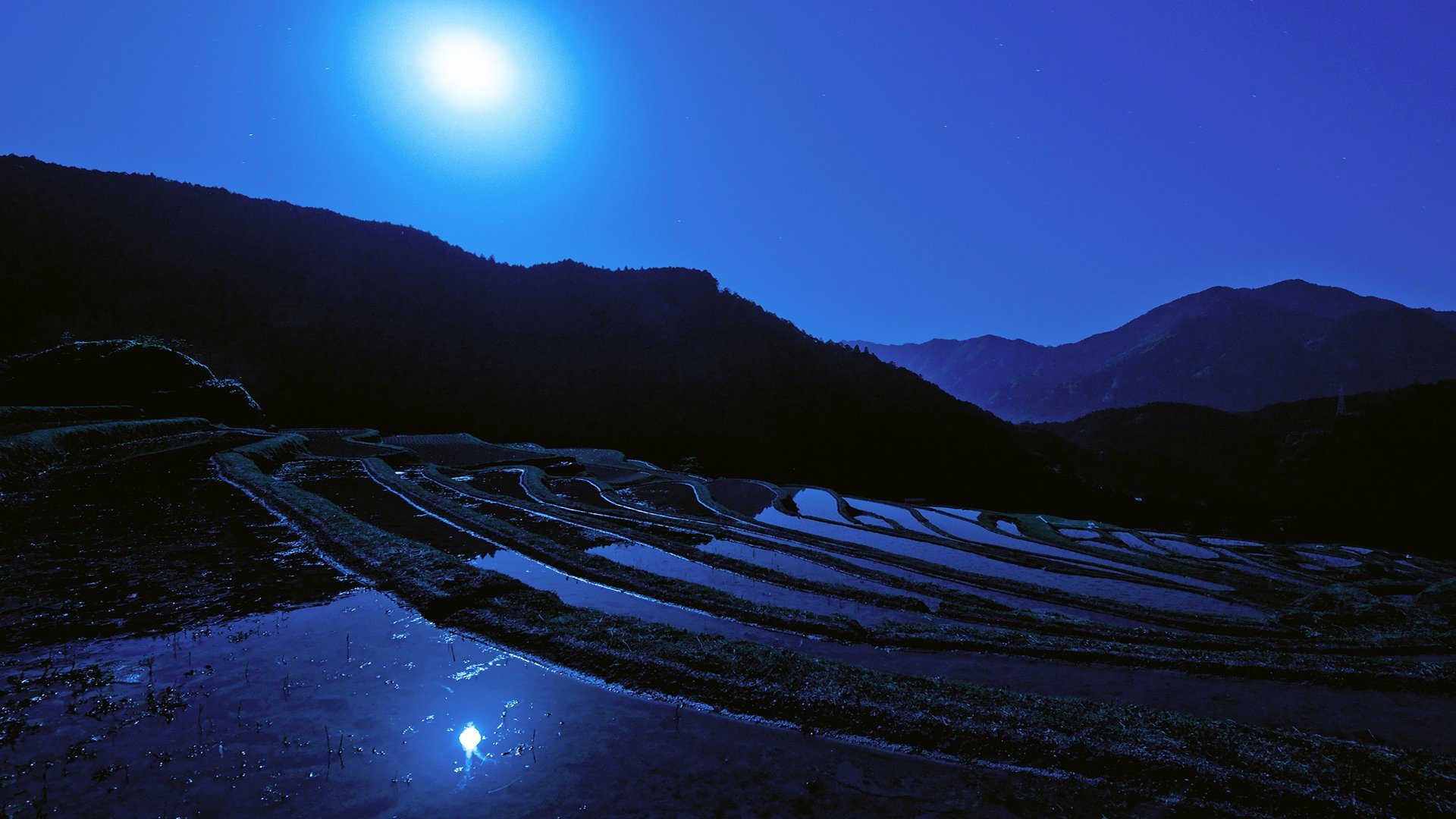 japón luna noche campo de arroz