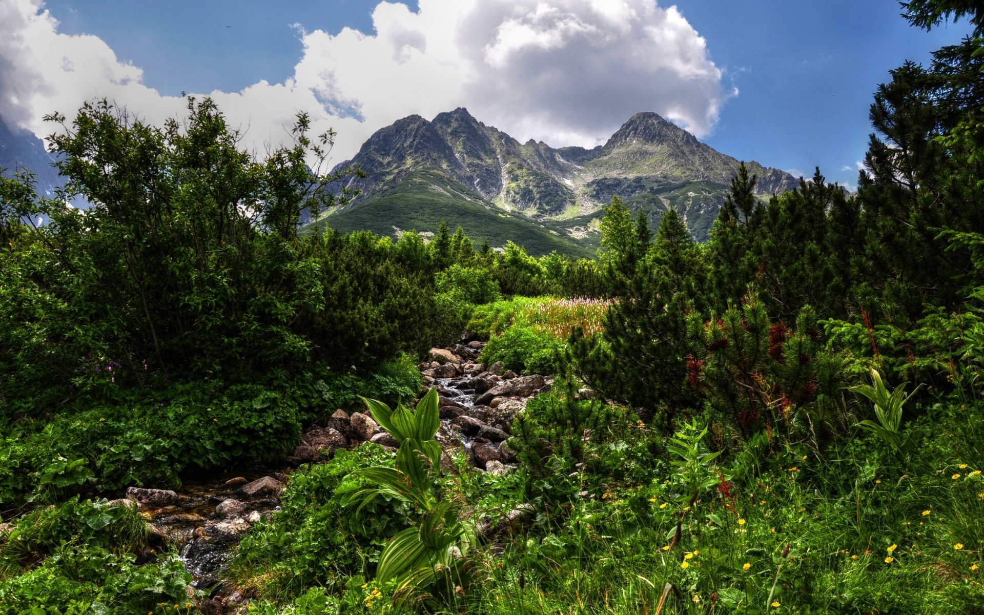 montagnes verdure hdr