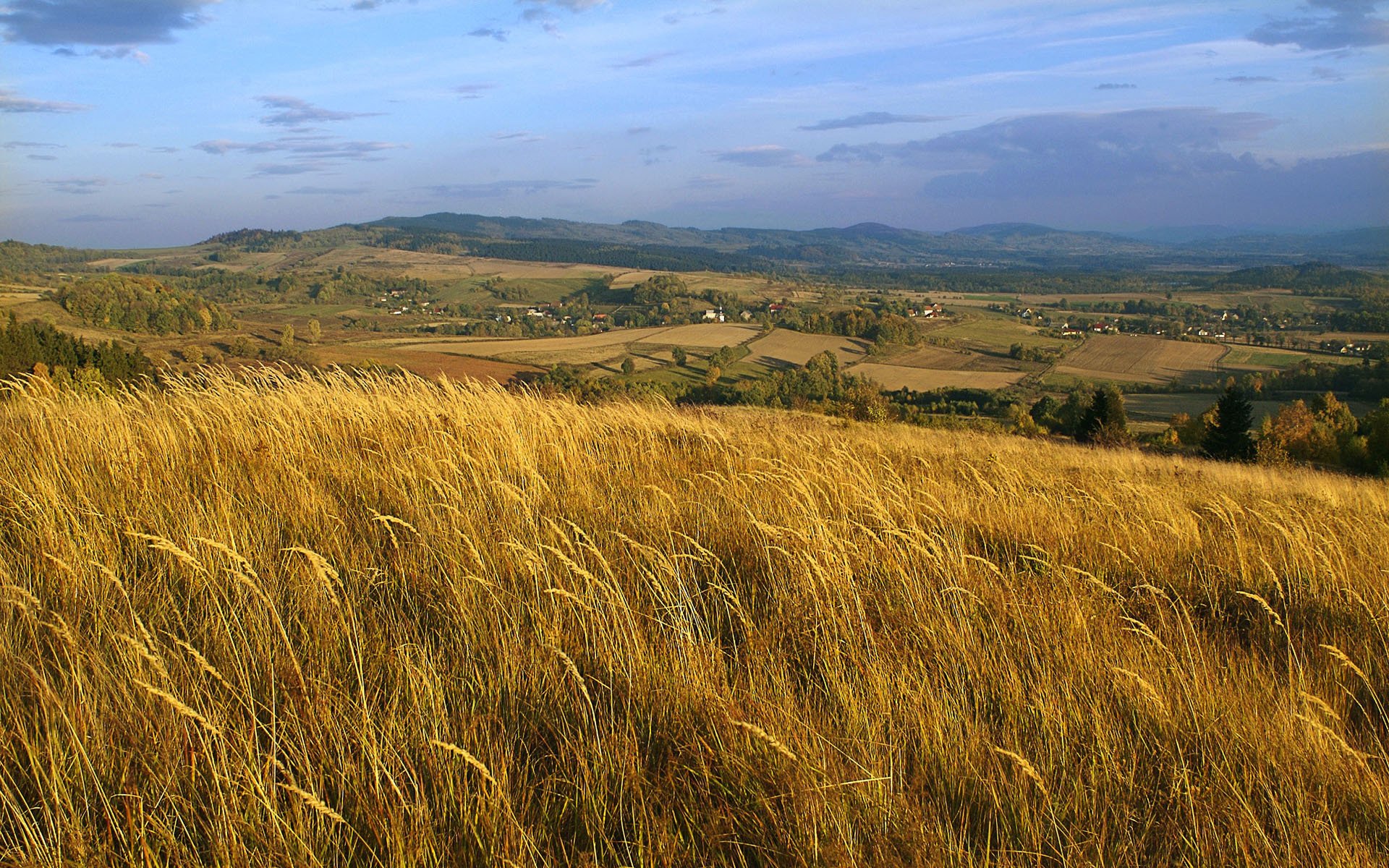 polonia campo espigas