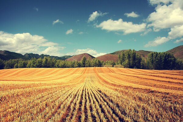 Campo de trigo entre montañas y árboles