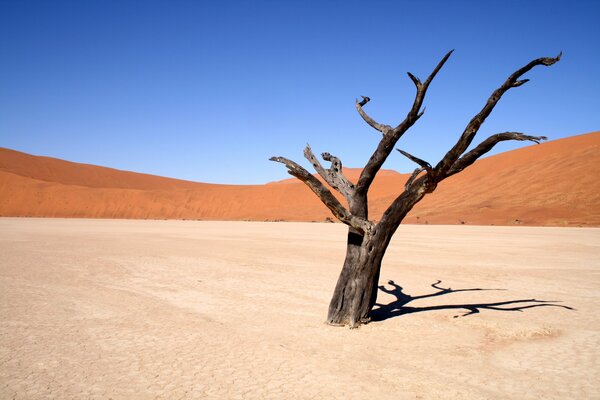 Paesaggio solitario albero contrariamente al caldo e ai venti