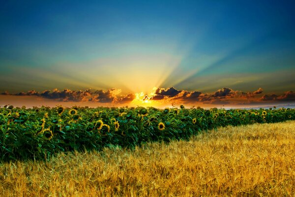 Sunset in sunflowers, bright rays through the clouds