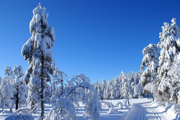 Foresta invernale. Bella foto della foresta terrestre nella neve