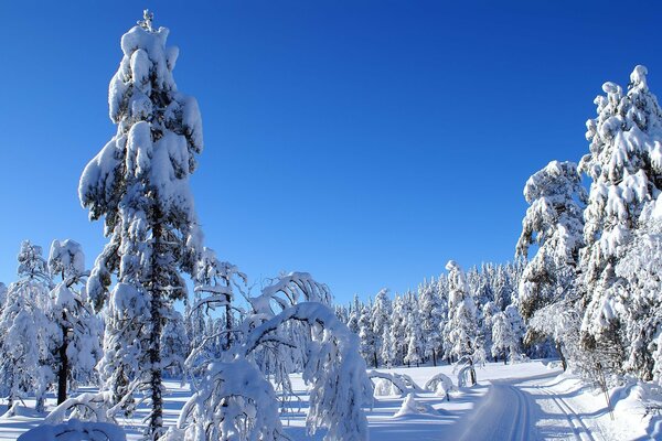 Zimowy las. Piękne zdjęcie ziemskiego lasu w śniegu