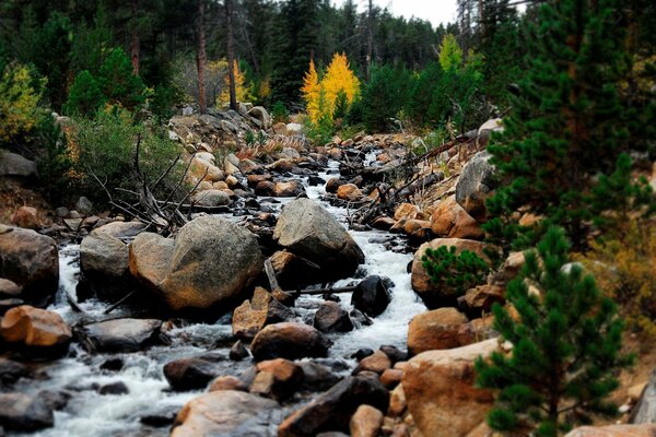 A mountain stream among rocks in a dense forest