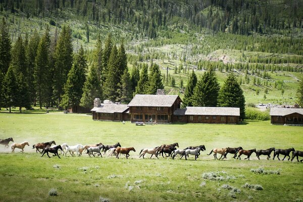 Chevaux de course dans la nature dans les montagnes