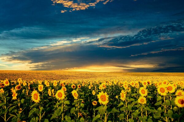 Summer nature the beauty of sunflowers