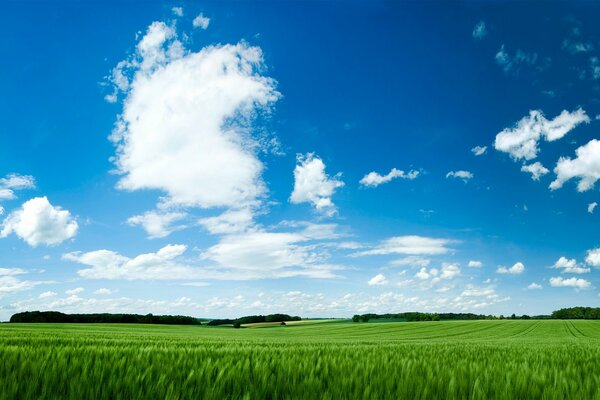 Das Gras ist im Sommer saftig grün auf dem Feld