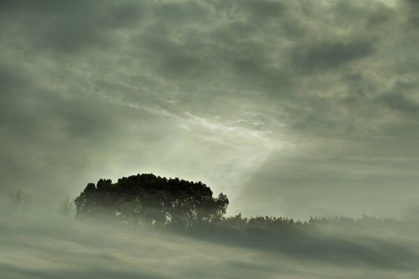 Landscape of a small forest in the fog