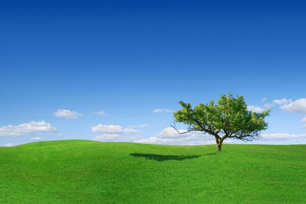 Dans une clairière parmi l herbe se trouve un arbre solitaire
