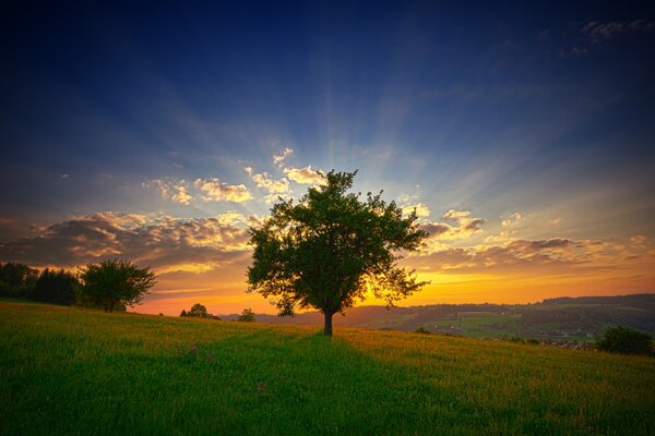 Alba della mattina d estate. i raggi del sole penetrano attraverso i rami dell albero