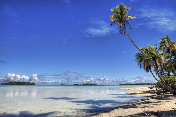 Palmiers sur une île déserte