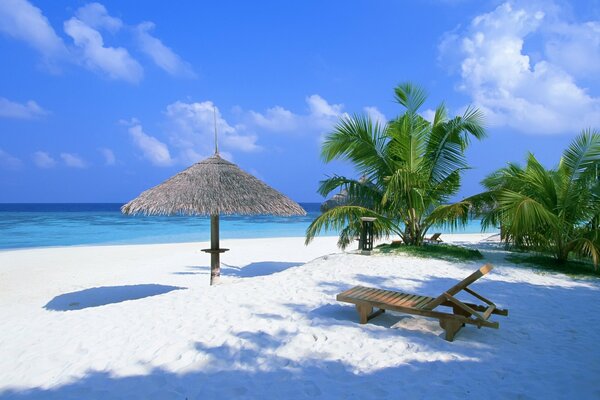 Paradise beach with palm trees