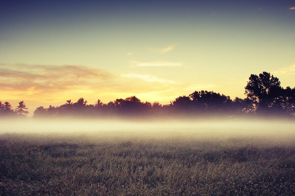 Landscape morning in the field fog on the background of trees