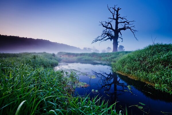 An old lonely oak tree looks like a man