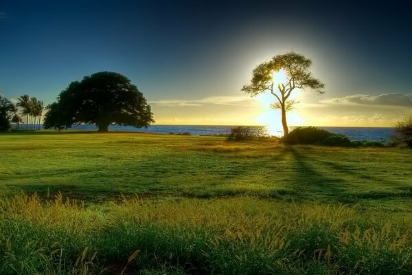 A green glade on the seashore at dawn