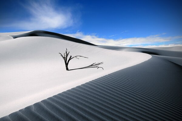 A lonely dead tree in the desert