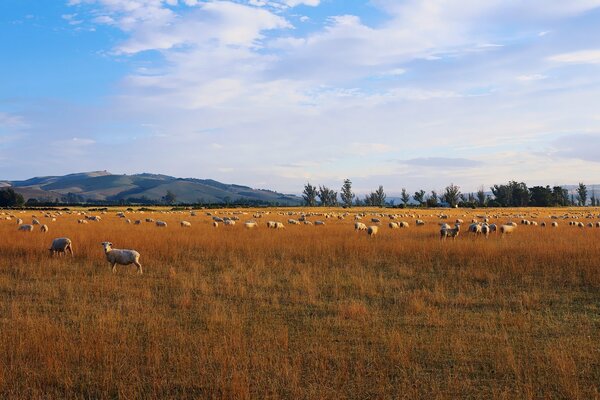 A flock of sheep on a boundless field