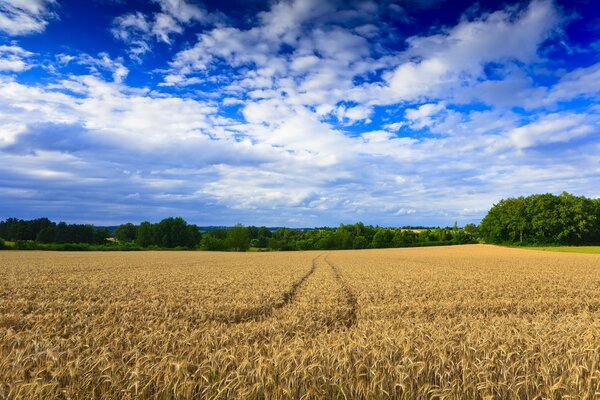 Huellas en el campo de trigo que van a la distancia