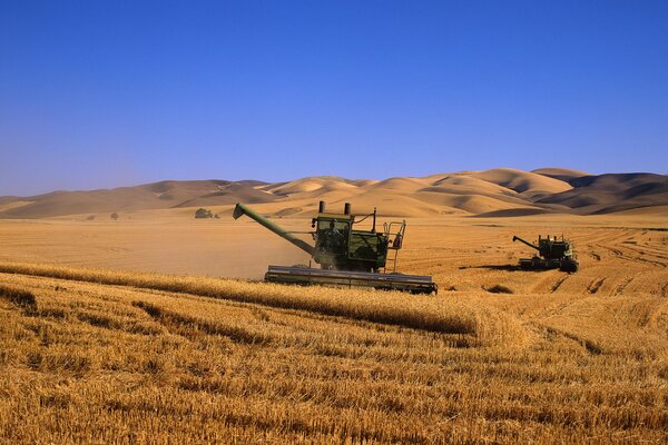 Mietitrebbie andando grano nel campo