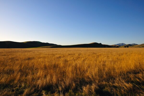 Wheat field on the background of mountains