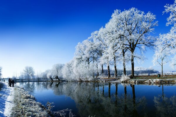 Arbres d hiver qui poussent le long de la rivière dans un espace ouvert