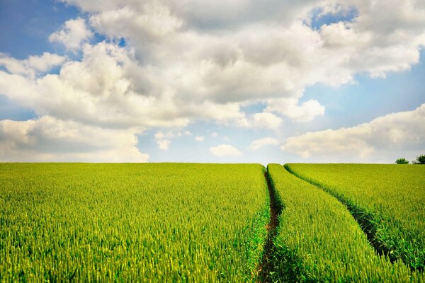 Grünes Feld und blauer Himmel mit Wolken