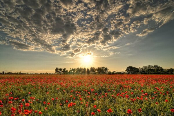 The setting sun over the poppy field