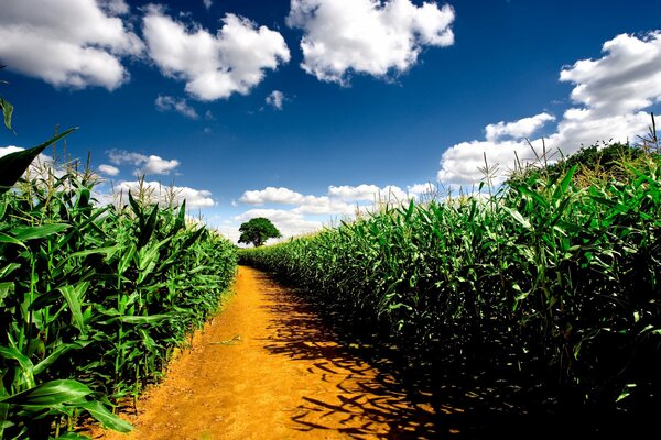 La route traverse un champ de maïs