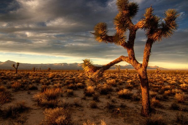 View of a tree on a desert background