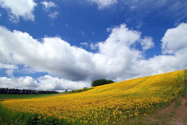 Girasol, campo amarillo y cielo brillante con grandes nubes