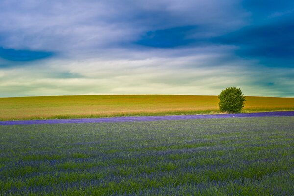 Osserviamo la natura dei campi piantati lavanda Inglesi