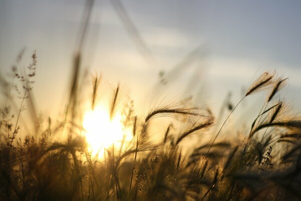 La hierba bloquea el sol de la puesta del sol