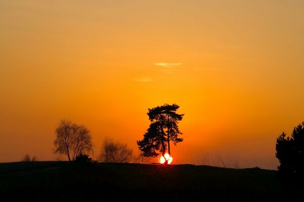 Silhouette of a tree at sunset