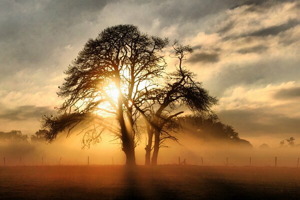 A foggy snapshot. Bright light in the branches of trees