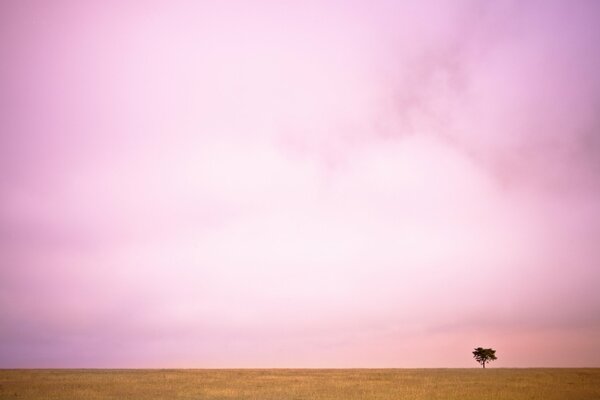 Ein einsamer Baum in einem riesigen Feld