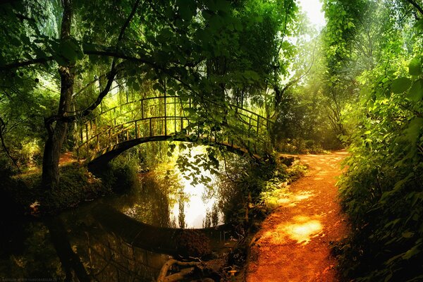 Ponte sul fiume nella foresta