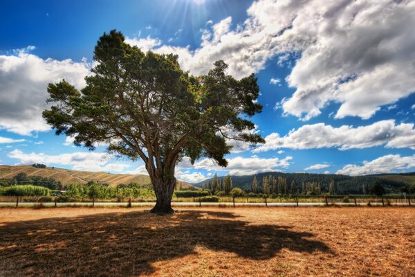 Contrast photo of a tree. A vivid snapshot of nature