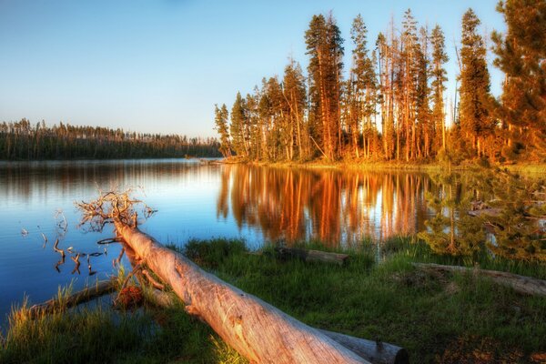 Un arbre tombé au bord de la rivière