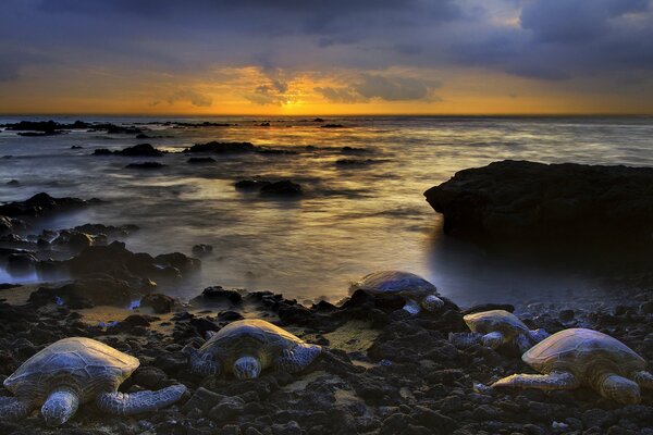 Turtles on the shore of the sleeping ocean