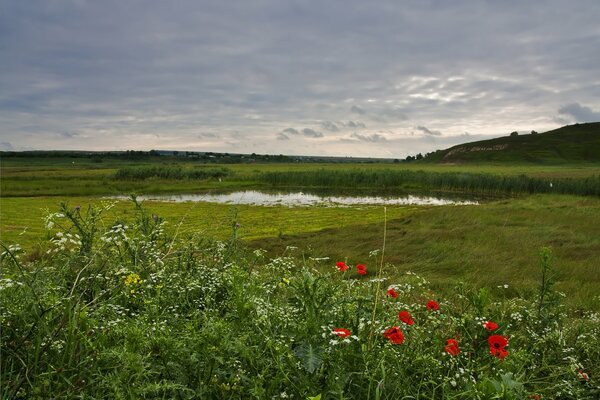 Wiesen und Blumen unter den Abendwolken