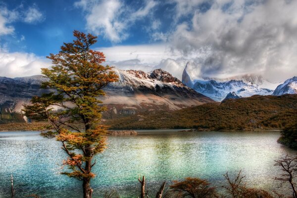 A tree on the background of a lake and mountains