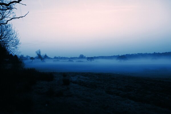 Morning fog and the silhouette of trees