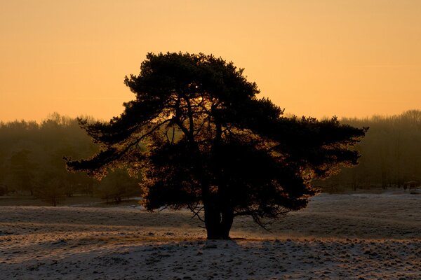 Arbre d hiver sur terre enneigée