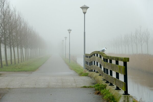 Uccellino sul recinto sotto la pioggia battente e la nebbia fitta