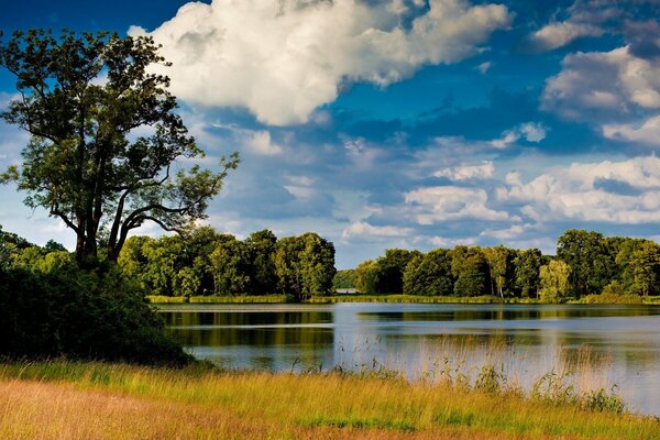 Erba e alberi che si riflettono nell acqua