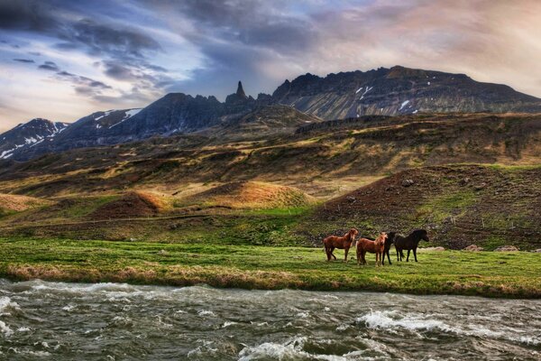 Three horses on the background of mountains