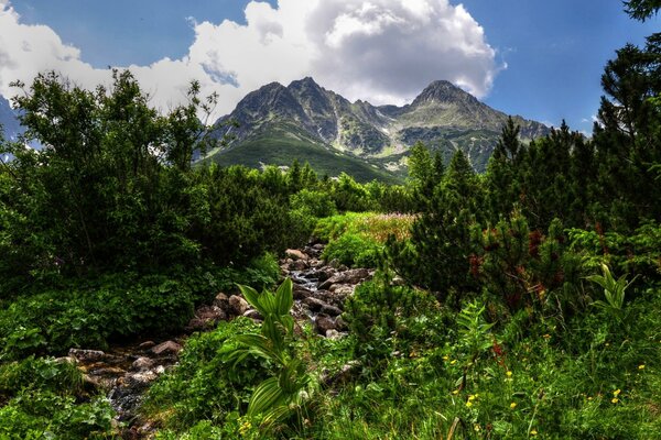 The road to the mountains through blooming greenery