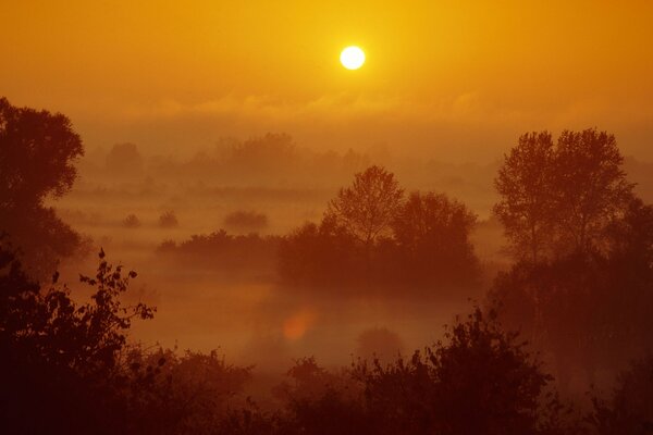 Bosque nocturno. Ocaso