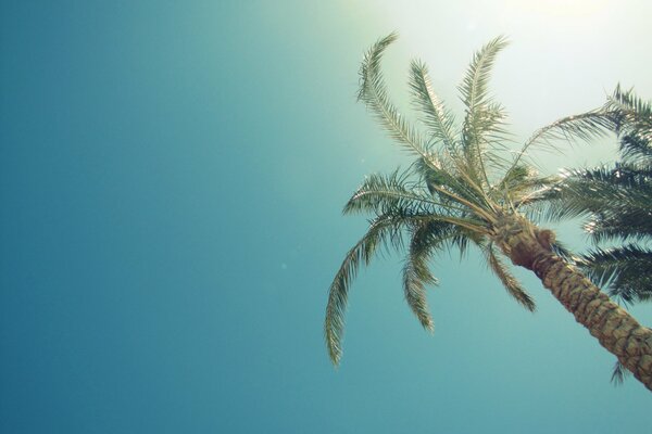 Palm tree on the background of the sky in the rays of the sun